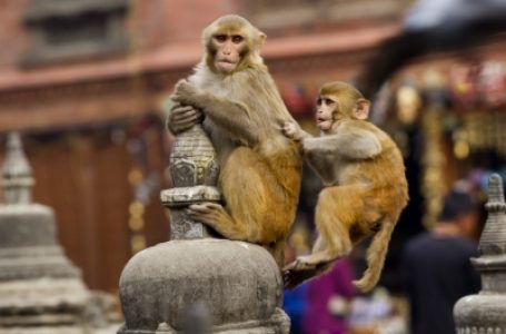 5-year-old girl killed in monkey attack in UP village