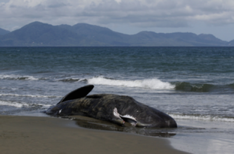 Five sperm whales dead after stranding on Australian island