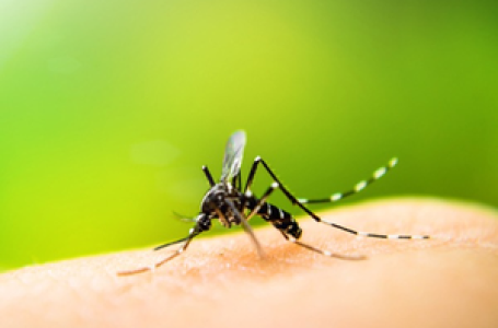 Climate change responsible for 19 pc of rising dengue cases: Study