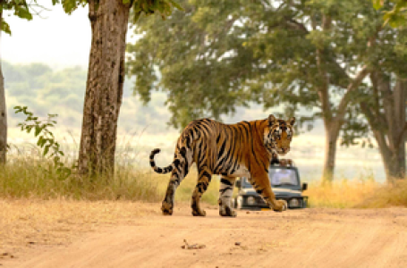 India’s tiger population rises to 3,682, doubles since 2006