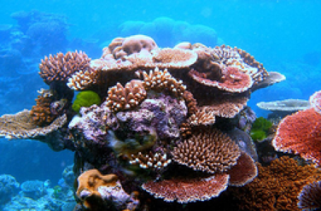 World’s largest coral discovered in Pacific Ocean