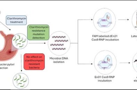 CRISPR-based diagnostic test to detect ulcer, gastric cancer-causing bacteria