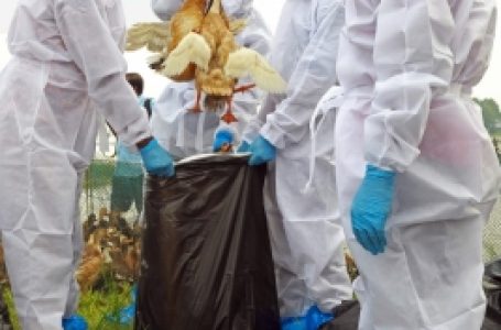 First human bird flu death in US reported