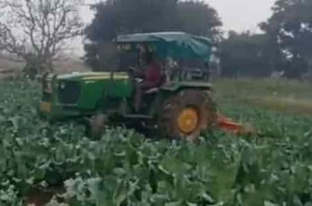 Farmers in Jharkhand forced to destroy bumper vegetable crop amid plummeting prices