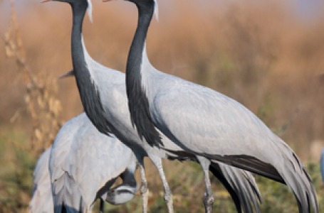 33 cranes die of bird flu in Rajasthan