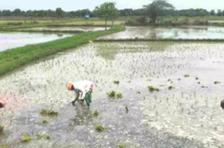 India’s farm sector has clocked robust growth on the back of govt schemes: Economic Survey