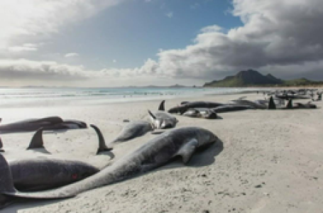 Three whales die after mass stranding in New Zealand