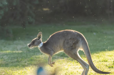 Australian researchers produce first kangaroo embryos through IVF