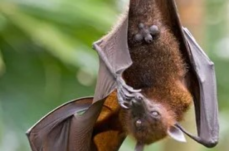 New bat coronavirus with human transmission potential discovered in China