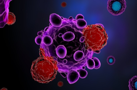 Study explores role of immune cells in cancer treatment outcomes