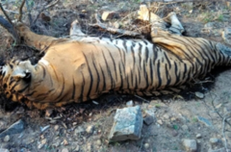 Another tiger found dead in MP, fourth death in a month